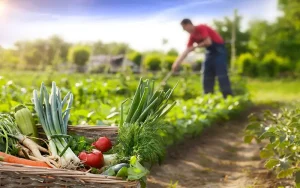 Best Organic Fertilizers for Vegetable Gardens