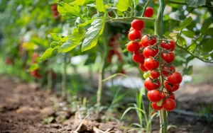 best fertilizer for tomatoes