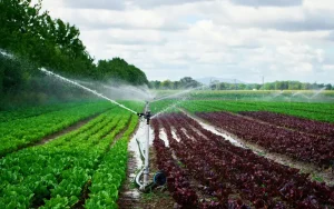 Combining Drip Irrigation and Fertilizer