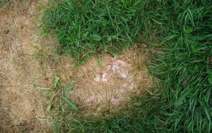 Fertilizer Burn