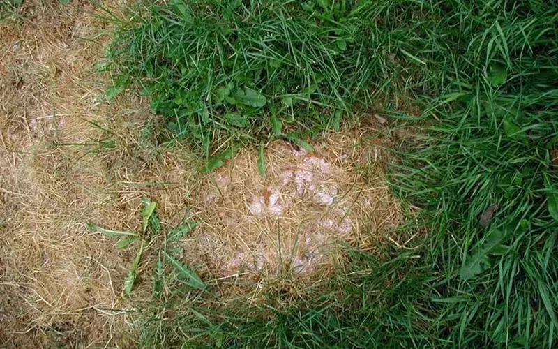 Fertilizer Burn