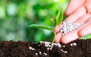 Choosing the Right Fertilizer