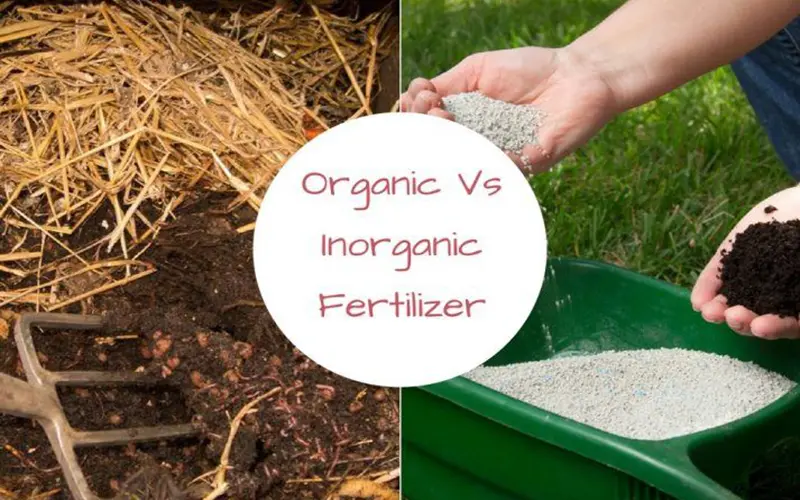 Organic vs. Chemical Fertilizers