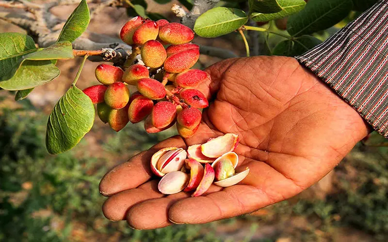 Fertilizer for Pistachio